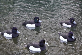 キンクロハジロ 横十間川親水公園(東京都江東区) 2022年1月24日(月)