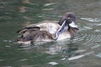 Greater Scaup 横十間川親水公園(東京都江東区) Mon, 1/24/2022