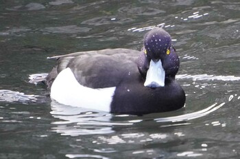 キンクロハジロ 横十間川親水公園(東京都江東区) 2022年1月24日(月)