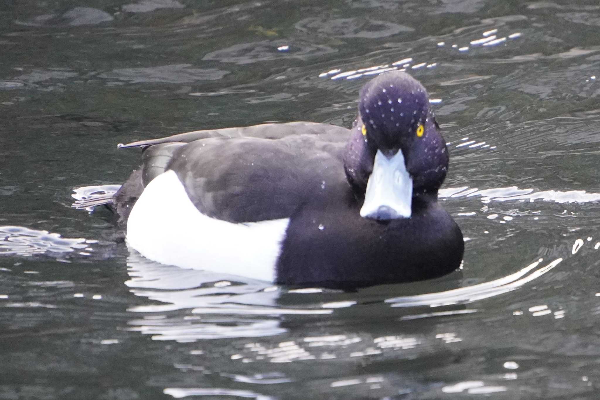 Photo of Tufted Duck at 横十間川親水公園(東京都江東区) by 藤原奏冥