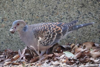 キジバト 横十間川親水公園(東京都江東区) 2022年1月24日(月)