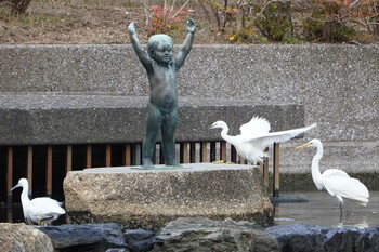 Little Egret 横十間川親水公園(東京都江東区) Mon, 1/24/2022