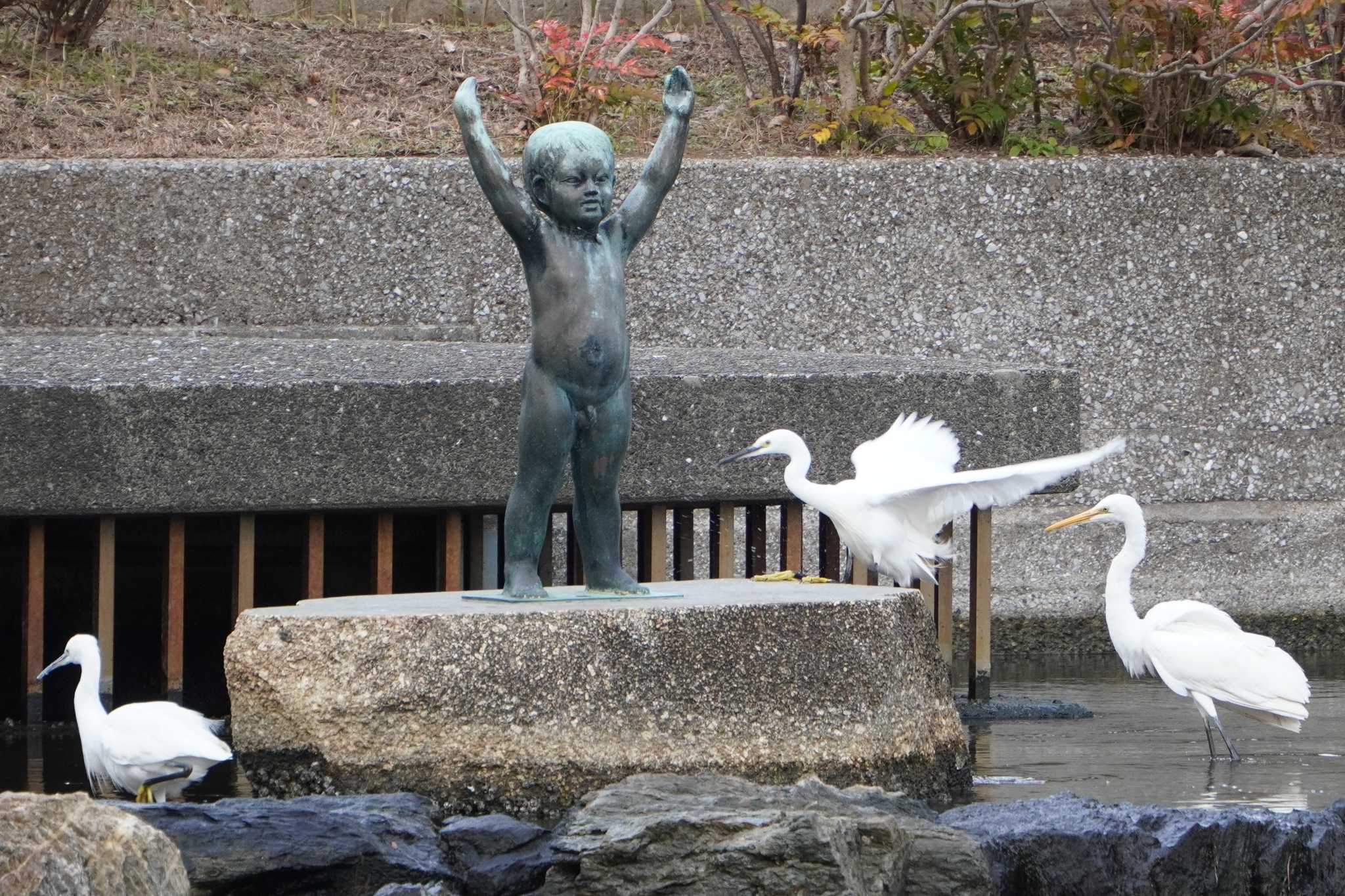 横十間川親水公園(東京都江東区) コサギの写真 by 藤原奏冥