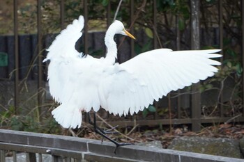 ダイサギ 横十間川親水公園(東京都江東区) 2022年1月24日(月)