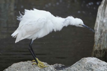 コサギ 横十間川親水公園(東京都江東区) 2022年1月24日(月)