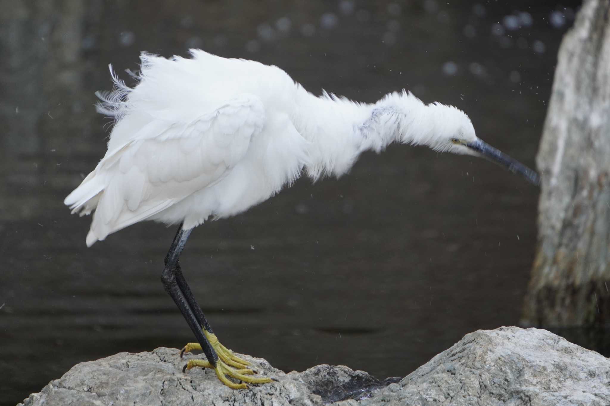 Photo of Little Egret at 横十間川親水公園(東京都江東区) by 藤原奏冥