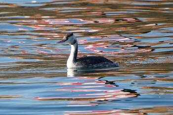 カンムリカイツブリ 荒川河川敷 2022年1月25日(火)