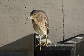 Striated Heron 荒川河川敷 Tue, 1/25/2022