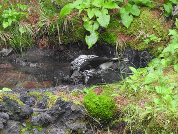 2017年9月9日(土) 奥庭荘(富士山)の野鳥観察記録