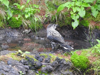 Spotted Nutcracker Okuniwaso(Mt. Fuji) Sat, 9/9/2017