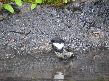 Coal Tit Okuniwaso(Mt. Fuji) Sat, 9/9/2017