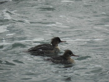 Red-breasted Merganser 平磯海岸 Sun, 1/23/2022