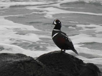 Harlequin Duck 平磯海岸 Sun, 1/23/2022