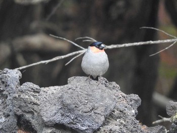 Eurasian Bullfinch Okuniwaso(Mt. Fuji) Sat, 9/9/2017