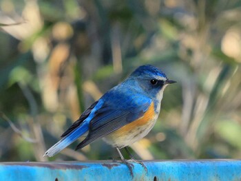 Red-flanked Bluetail 八王子市 Tue, 1/25/2022