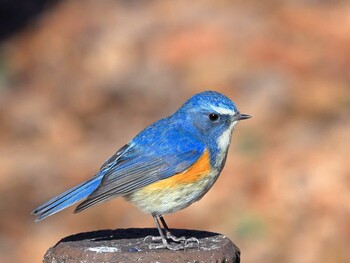 Red-flanked Bluetail 八王子市 Sat, 1/22/2022