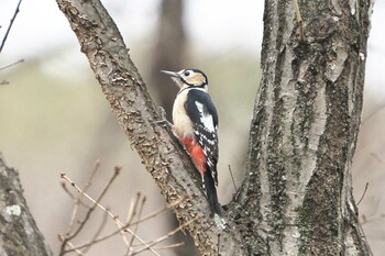 Sun, 1/23/2022 Birding report at 金ヶ崎公園(明石市)