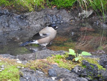 Eurasian Bullfinch Okuniwaso(Mt. Fuji) Sat, 9/9/2017