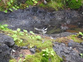 Coal Tit Okuniwaso(Mt. Fuji) Sat, 9/9/2017