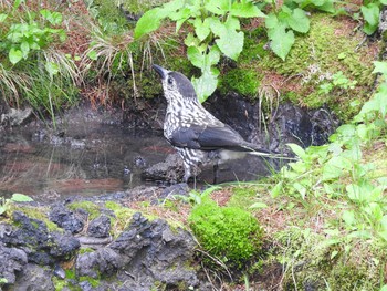 Spotted Nutcracker Okuniwaso(Mt. Fuji) Sat, 9/9/2017