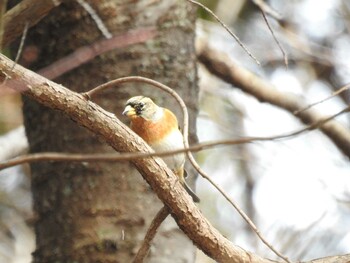 2022年1月22日(土) 四万川の野鳥観察記録