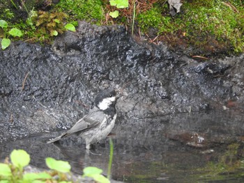 Coal Tit Okuniwaso(Mt. Fuji) Sat, 9/9/2017