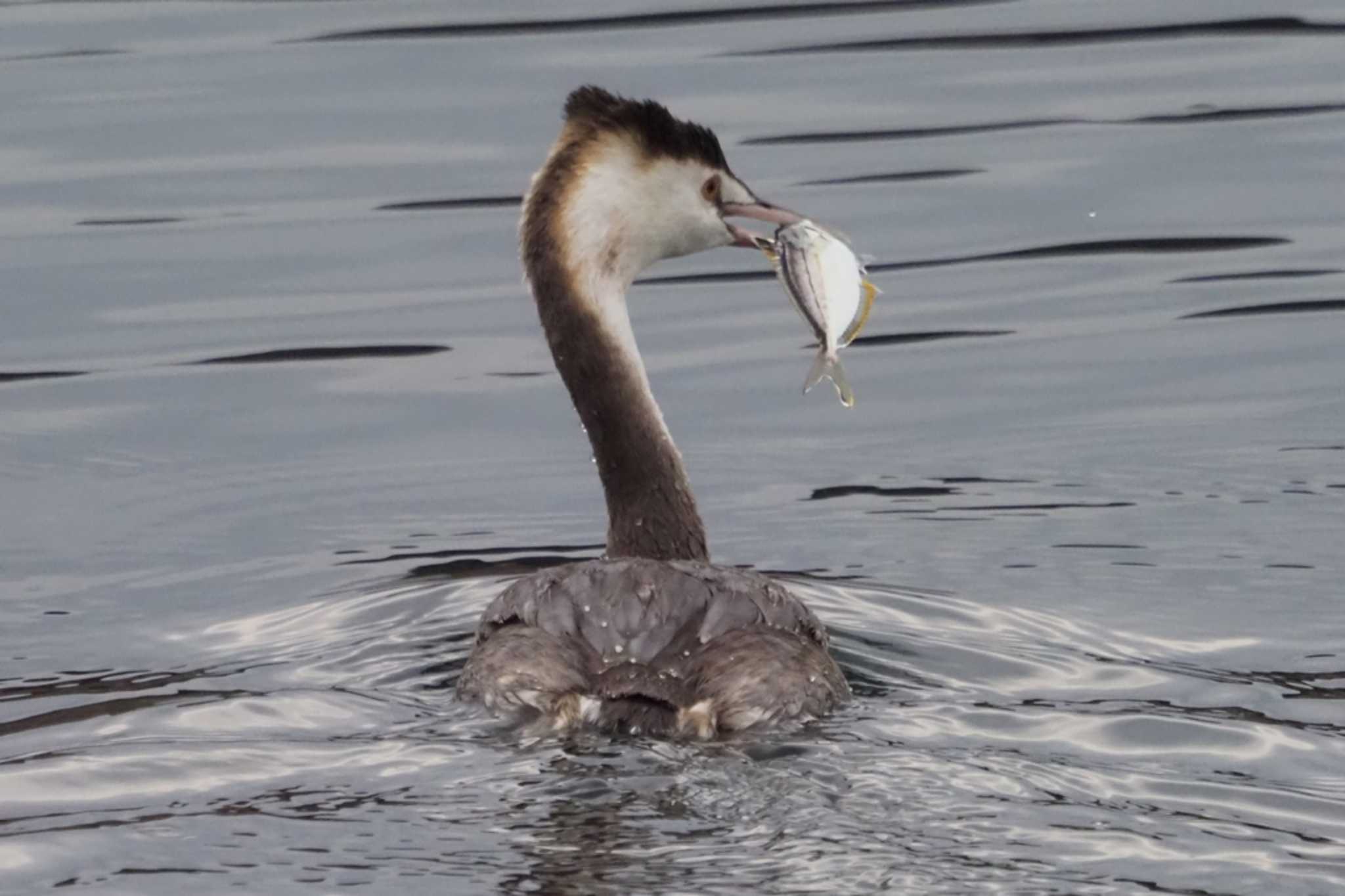 片瀬漁港(神奈川県藤沢市) カンムリカイツブリの写真