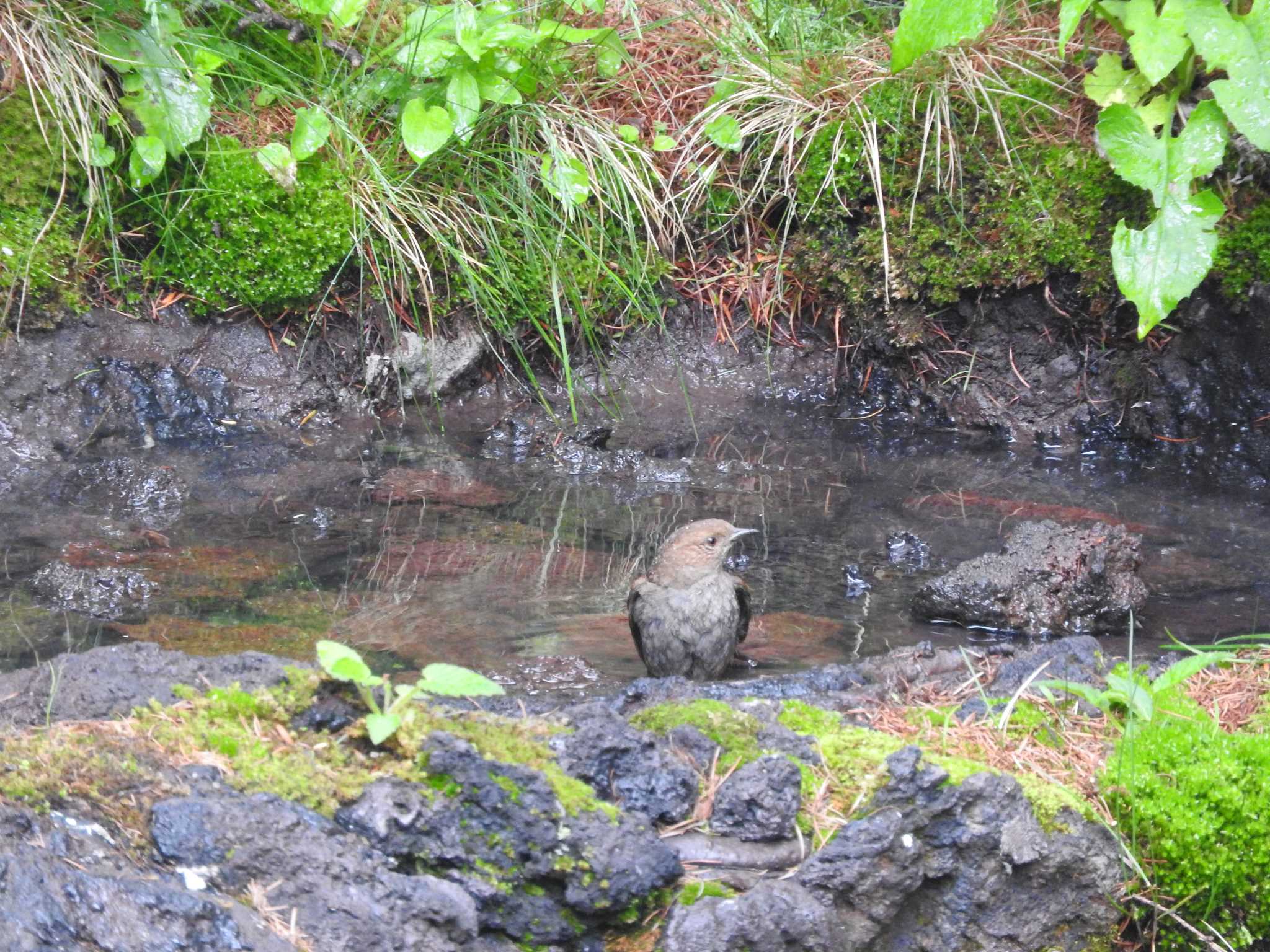 奥庭荘(富士山) カヤクグリの写真 by TKR