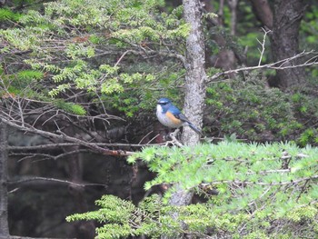 Red-flanked Bluetail Okuniwaso(Mt. Fuji) Sat, 9/9/2017