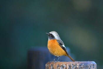 Daurian Redstart 加木屋緑地 Sat, 1/22/2022