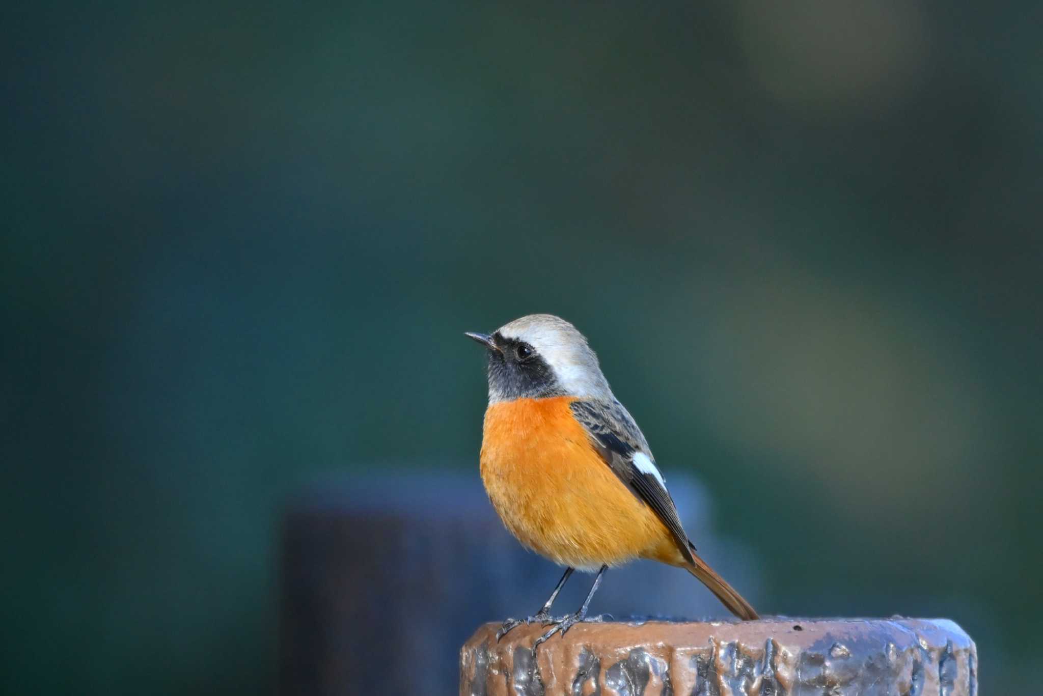 Photo of Daurian Redstart at 加木屋緑地 by ポッちゃんのパパ