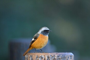 Daurian Redstart 加木屋緑地 Sat, 1/22/2022