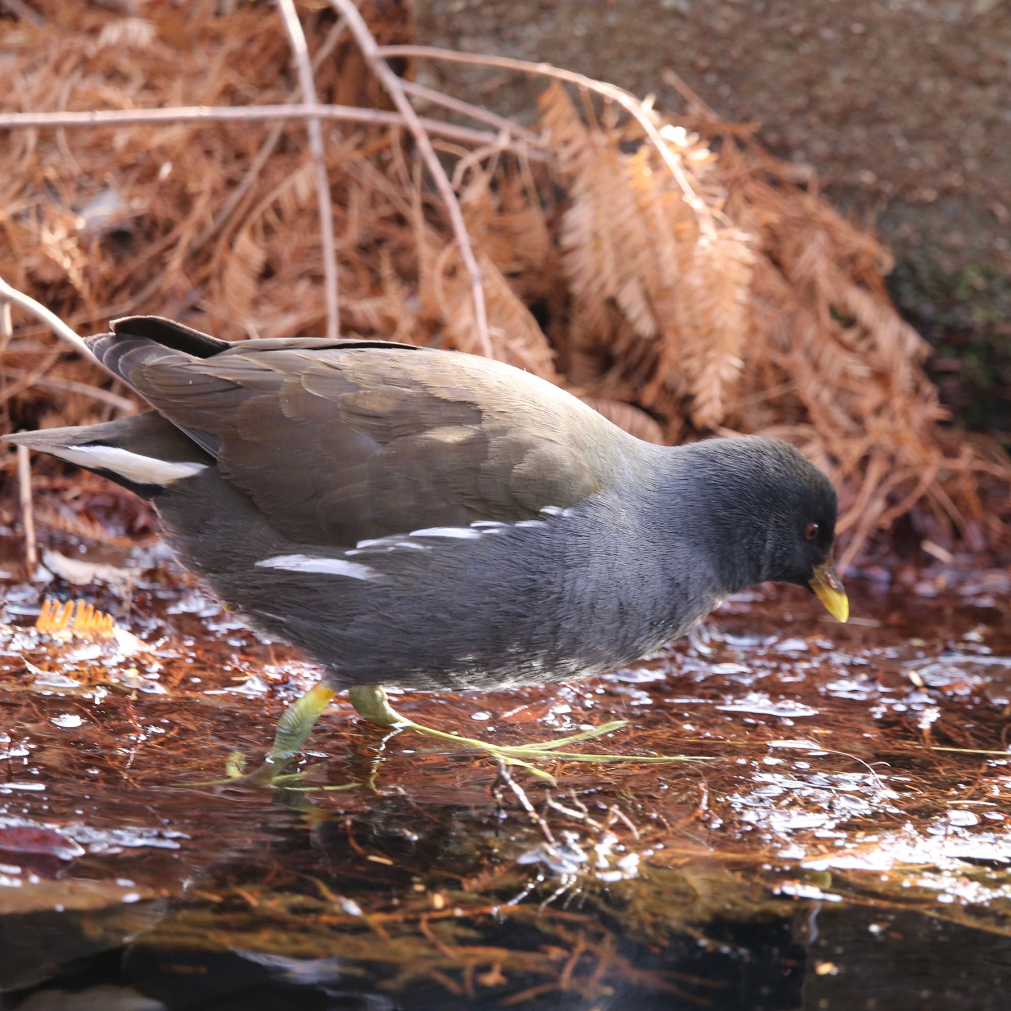 バンの幼鳥、ですか？