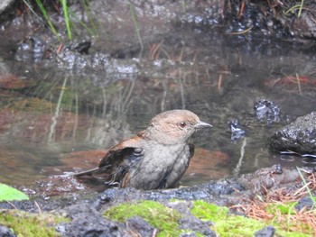 Japanese Accentor Okuniwaso(Mt. Fuji) Sat, 9/9/2017