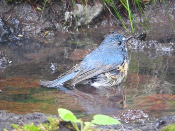 Red-flanked Bluetail Okuniwaso(Mt. Fuji) Sat, 9/9/2017