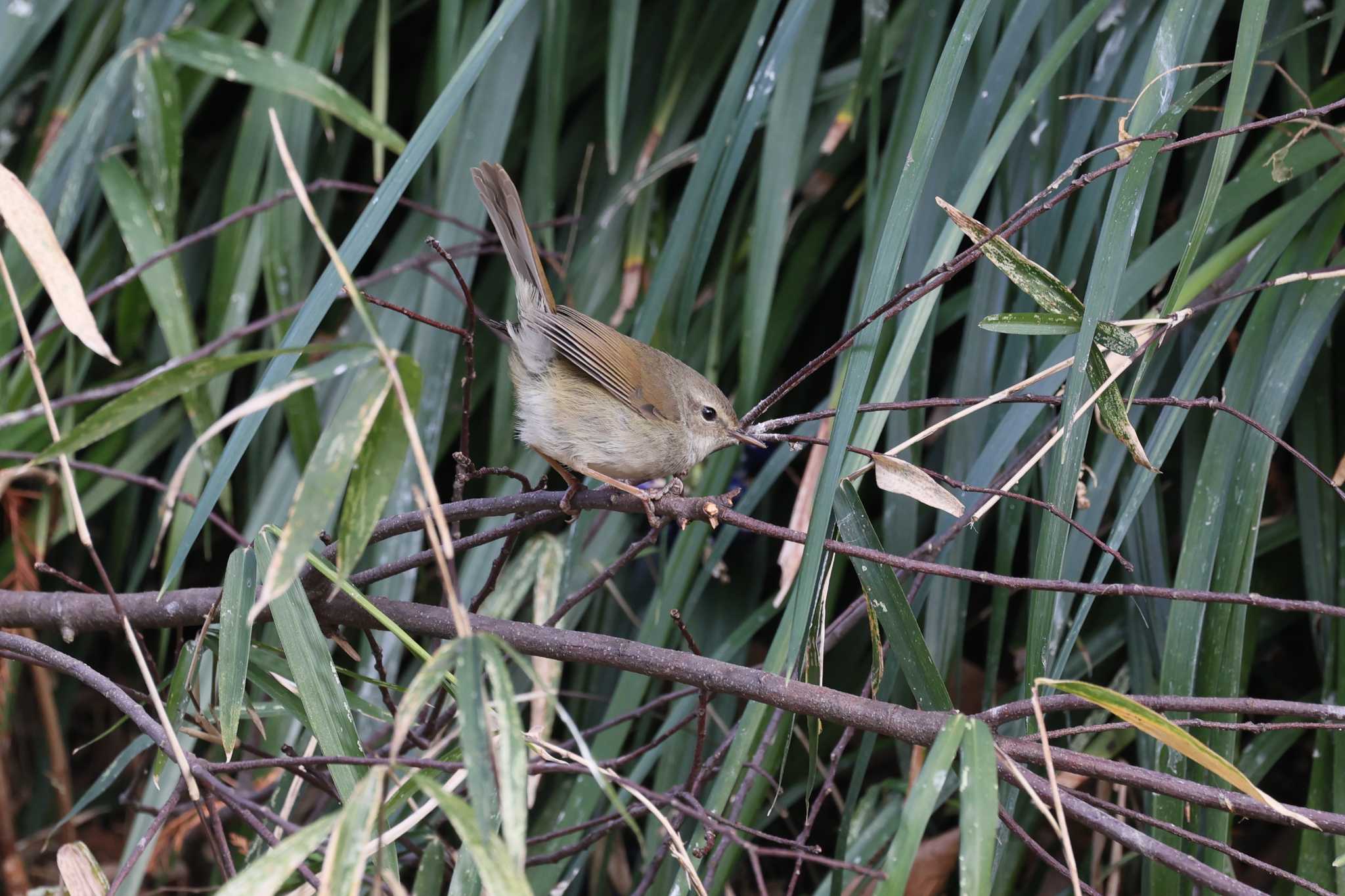 林試の森公園の森 ウグイスの写真 by rinzou