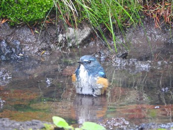 Red-flanked Bluetail Okuniwaso(Mt. Fuji) Sat, 9/9/2017