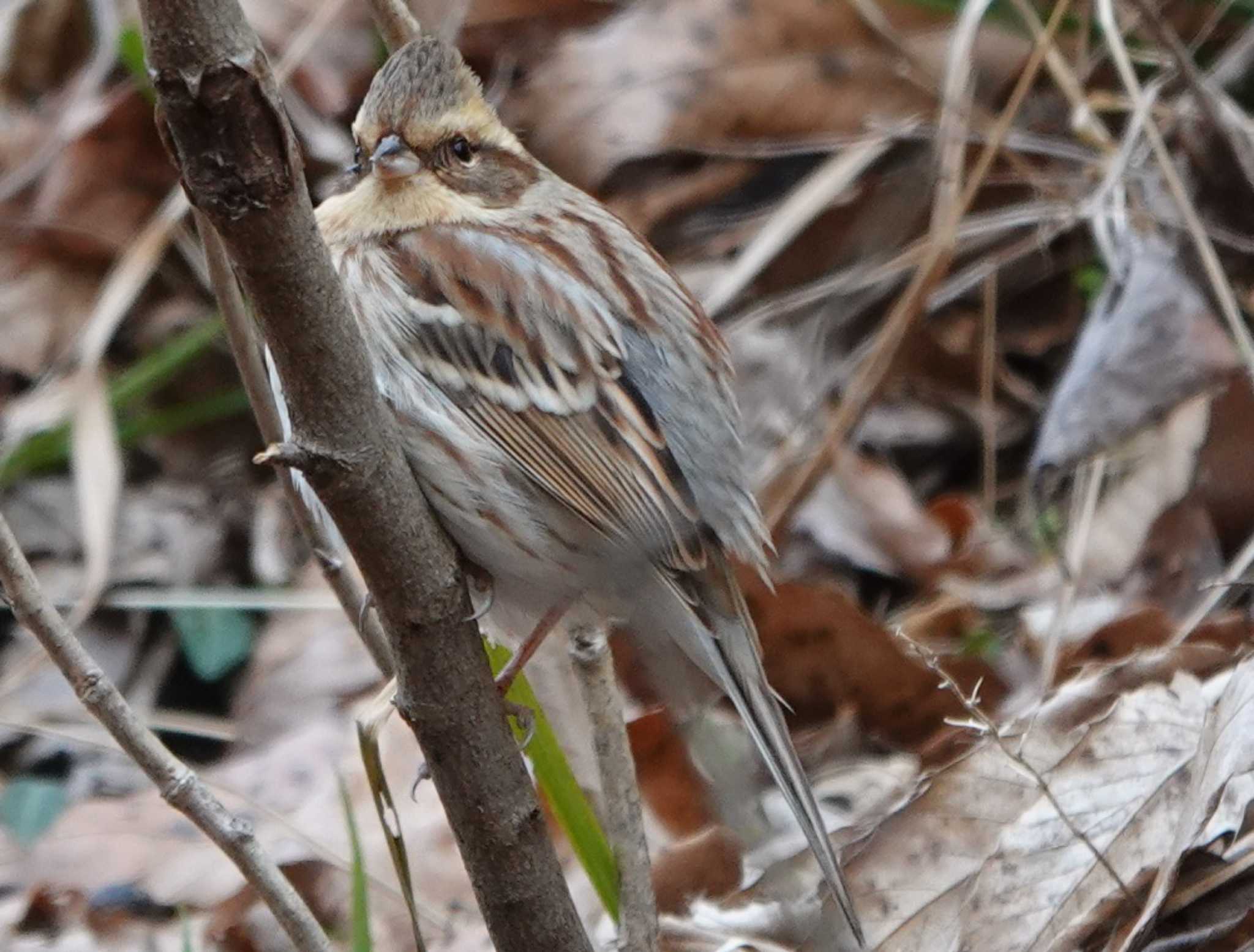 各務野自然遺産の森 ミヤマホオジロの写真