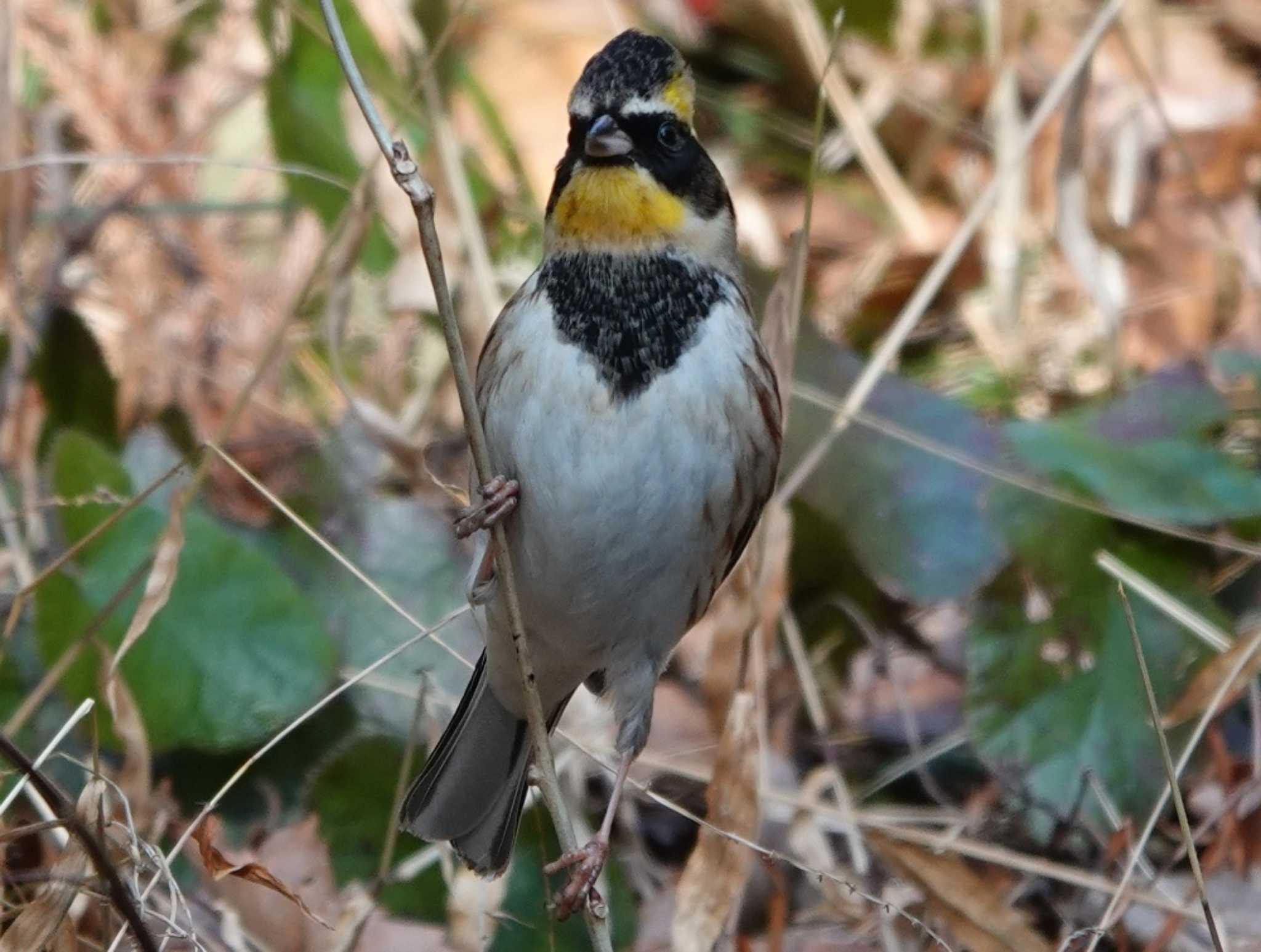 各務野自然遺産の森 ミヤマホオジロの写真