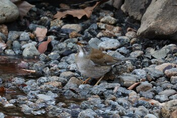 2022年1月22日(土) 林試の森公園の野鳥観察記録