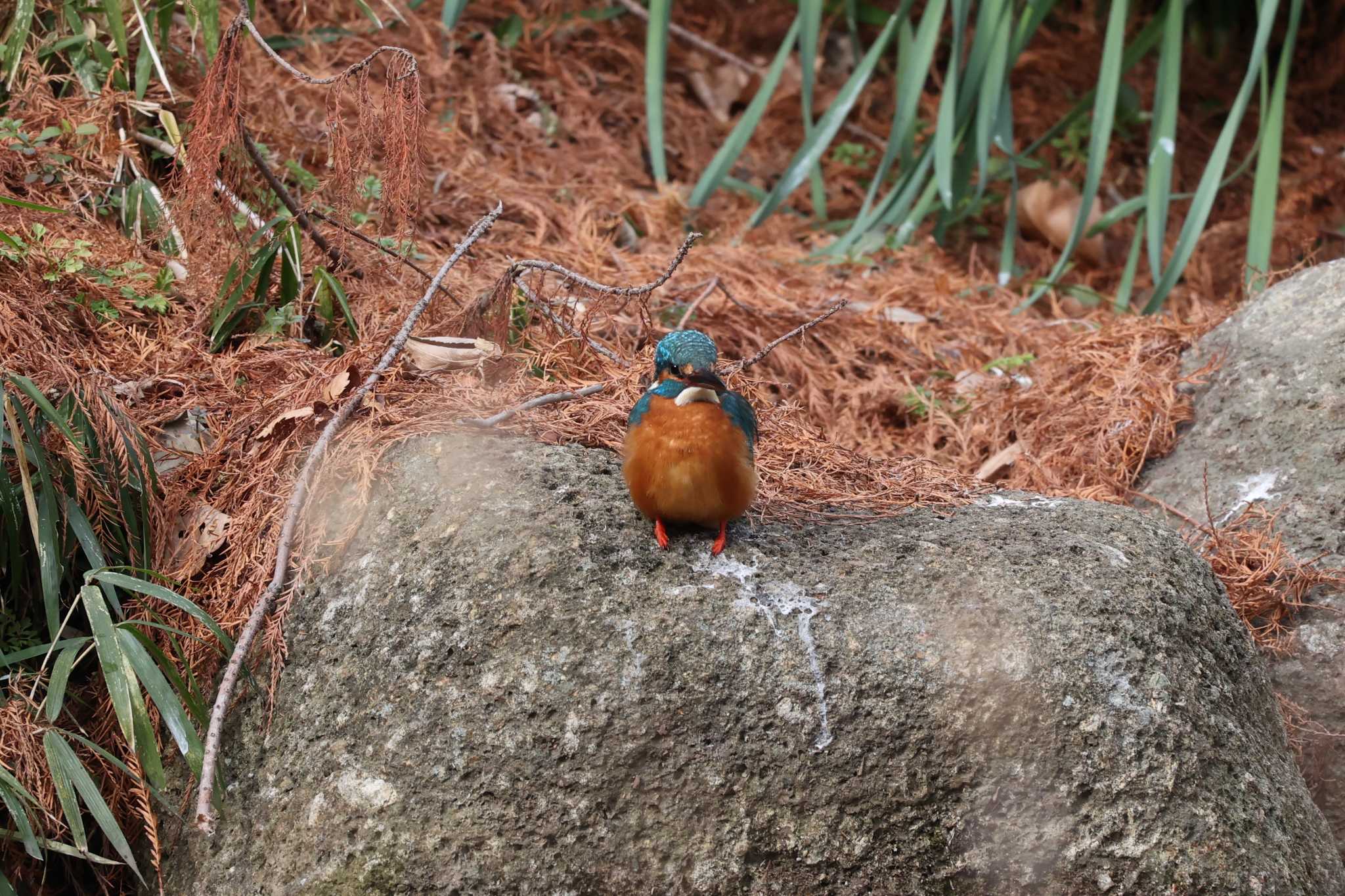 カワセミ