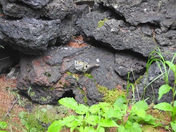 Goldcrest Okuniwaso(Mt. Fuji) Sat, 9/9/2017