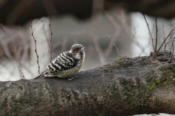 Japanese Pygmy Woodpecker 都内市街地 Sun, 1/23/2022