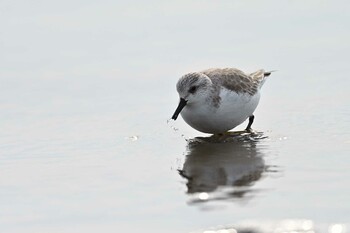 Sanderling Sambanze Tideland Sun, 1/23/2022