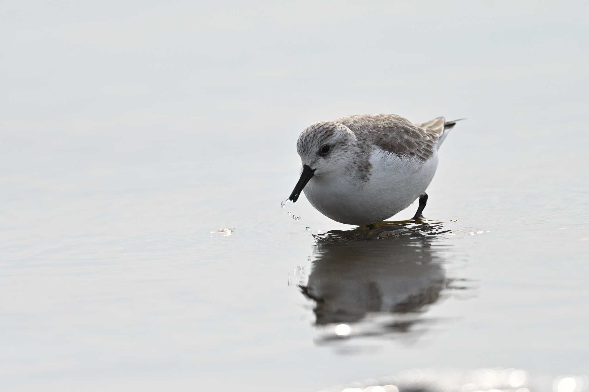 ふなばし三番瀬海浜公園 ミユビシギの写真