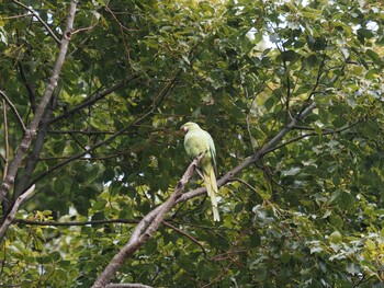 ホンセイインコ 林試の森公園 2022年1月25日(火)