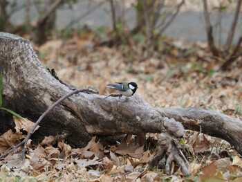 シジュウカラ 林試の森公園 2022年1月25日(火)