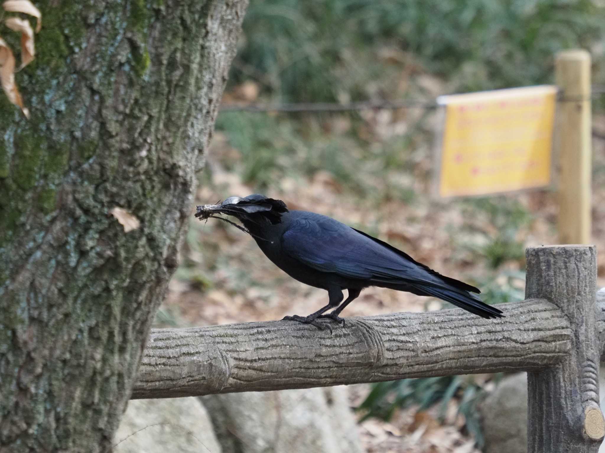 林試の森公園 ハシブトガラスの写真 by monman53