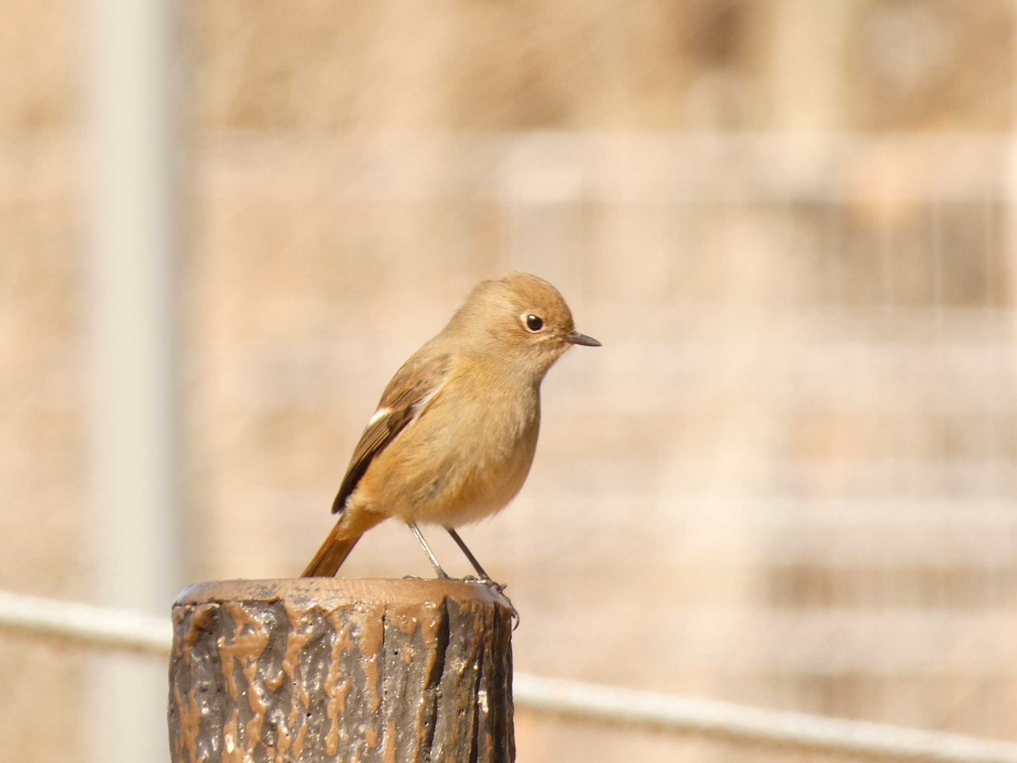 樹空の森 ジョウビタキの写真 by koshi