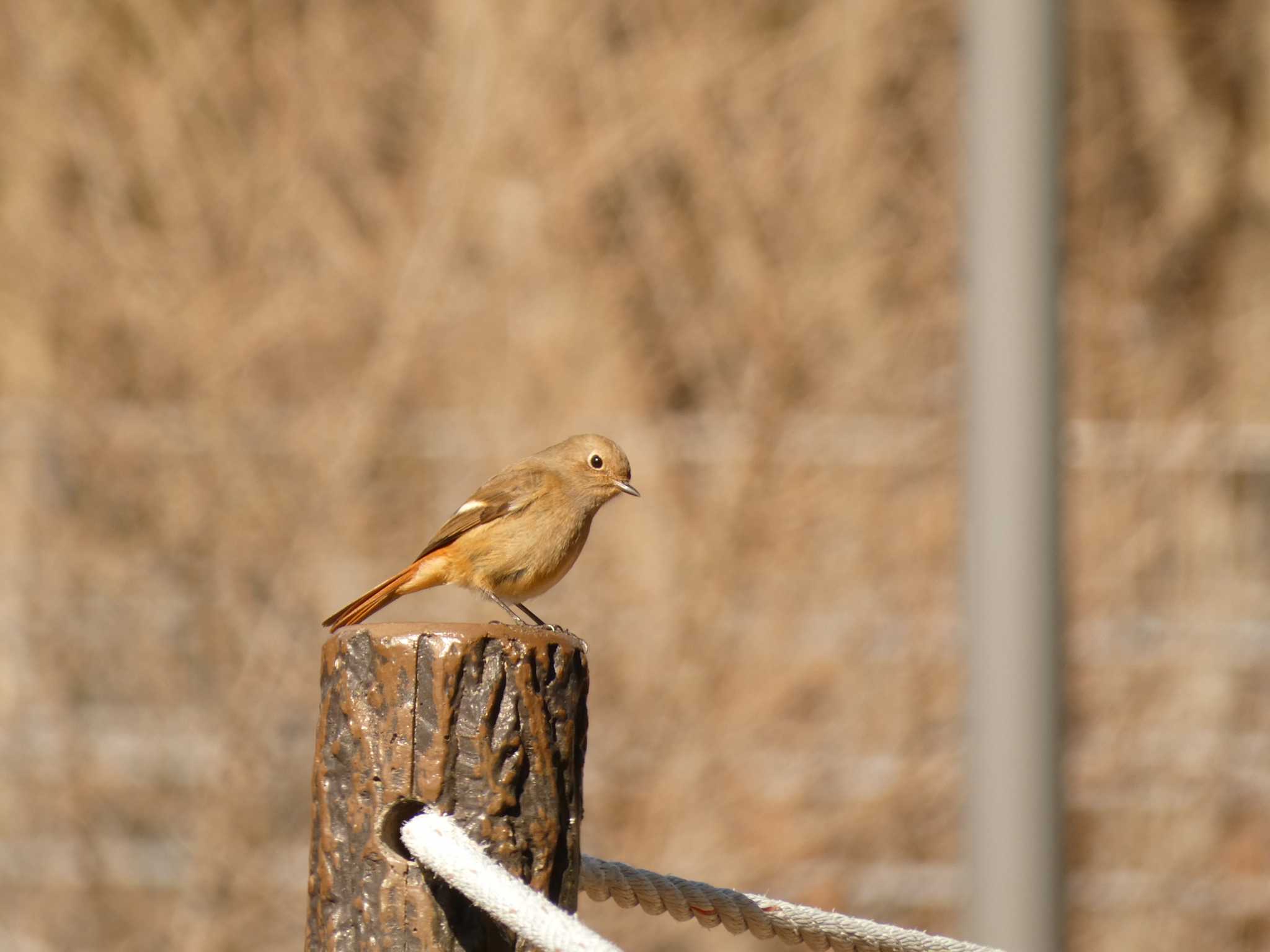 樹空の森 ジョウビタキの写真 by koshi